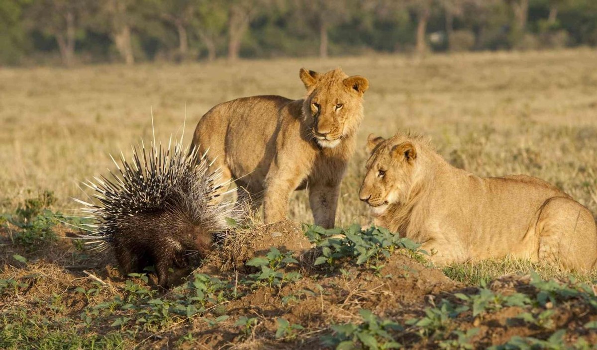 豪猪那么多刺怎么繁衍后代,豪猪身上的刺为什么不会刺伤自己