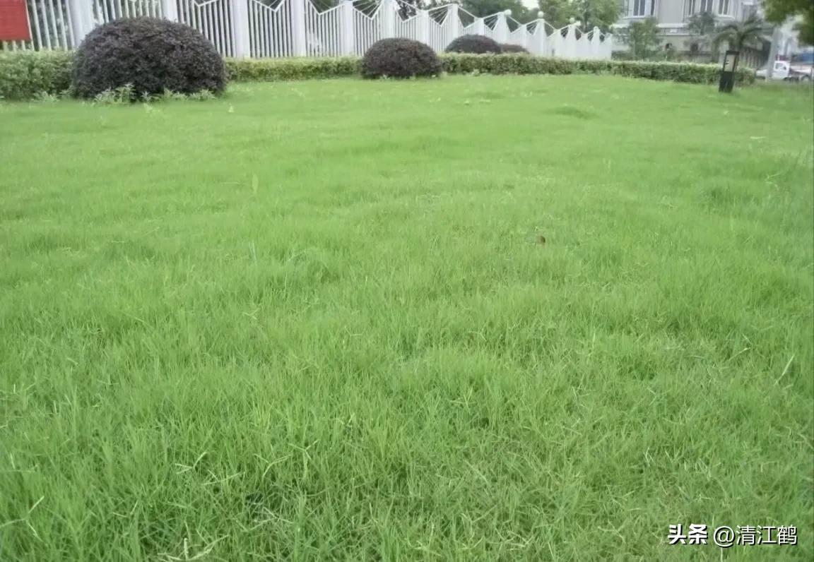 怎样解决除草剂对树的危害,十大恶性杂草除草方案