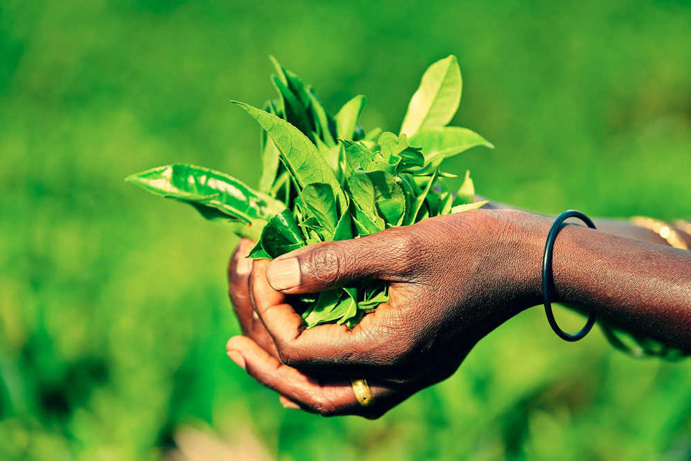茶语者,茶语者英语