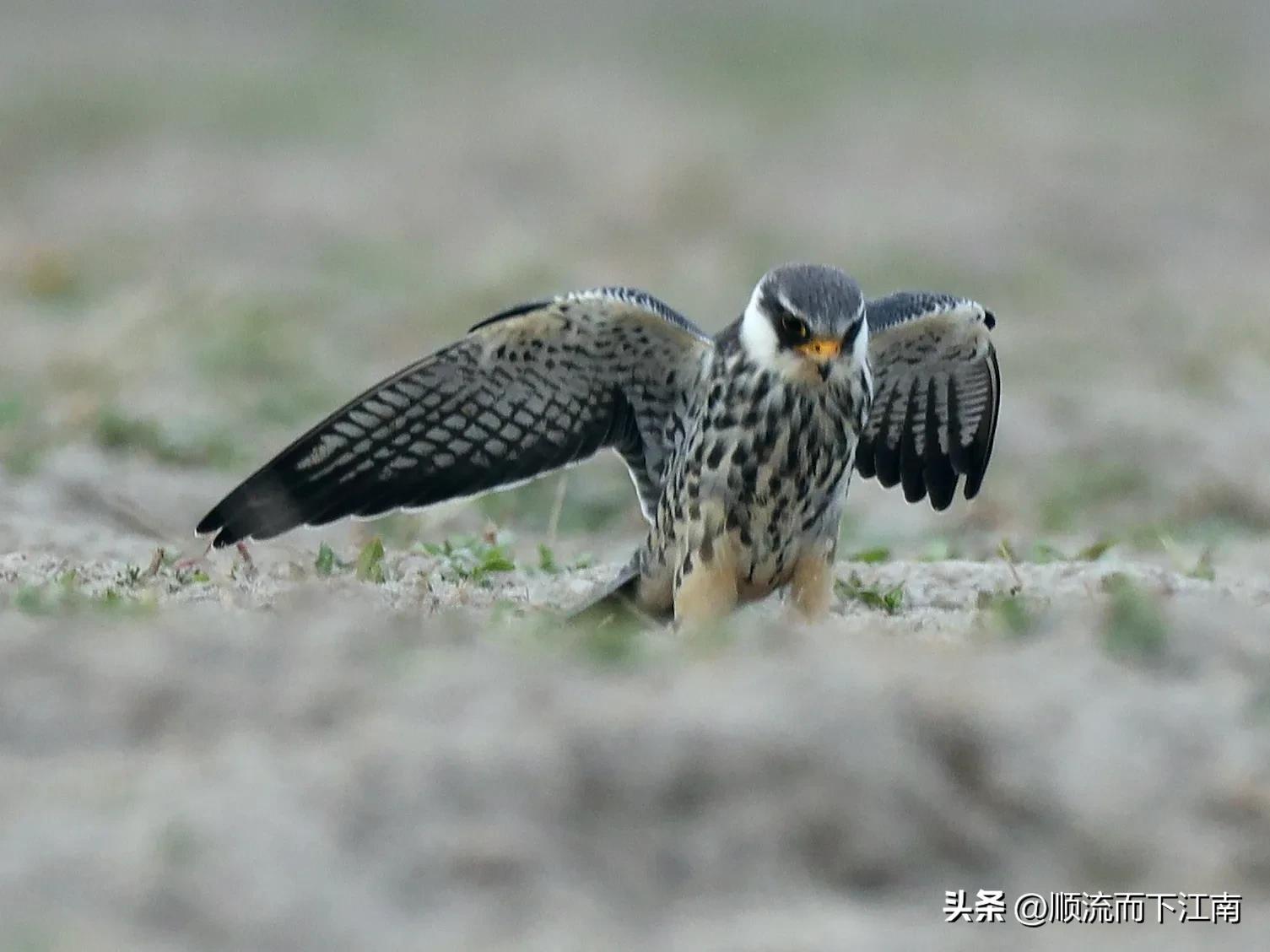红脚隼叫声,红脚隼