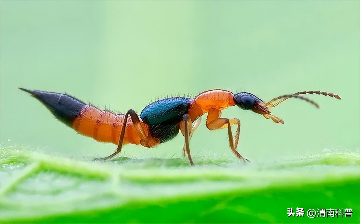 遇到这几种虫子赶紧去医院,医生提醒这些食物千万别碰