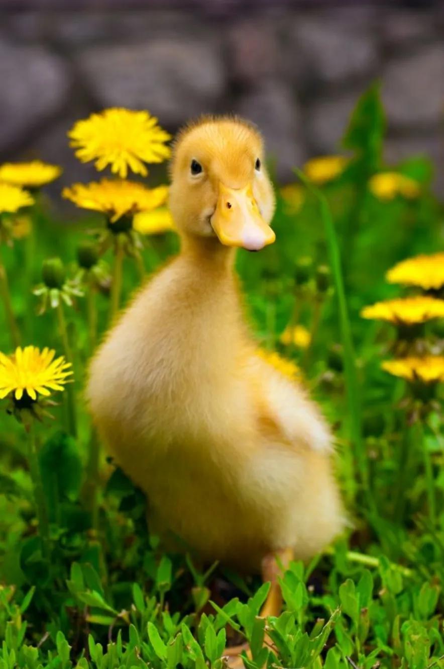 小鸭子学游泳动作,小鸭子学游泳读后感