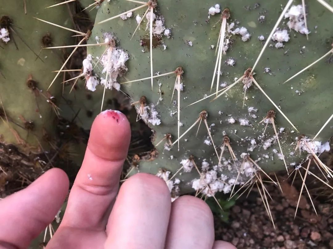 栀子花和月季长虫子喷什么药,月季花小黑虫是什么