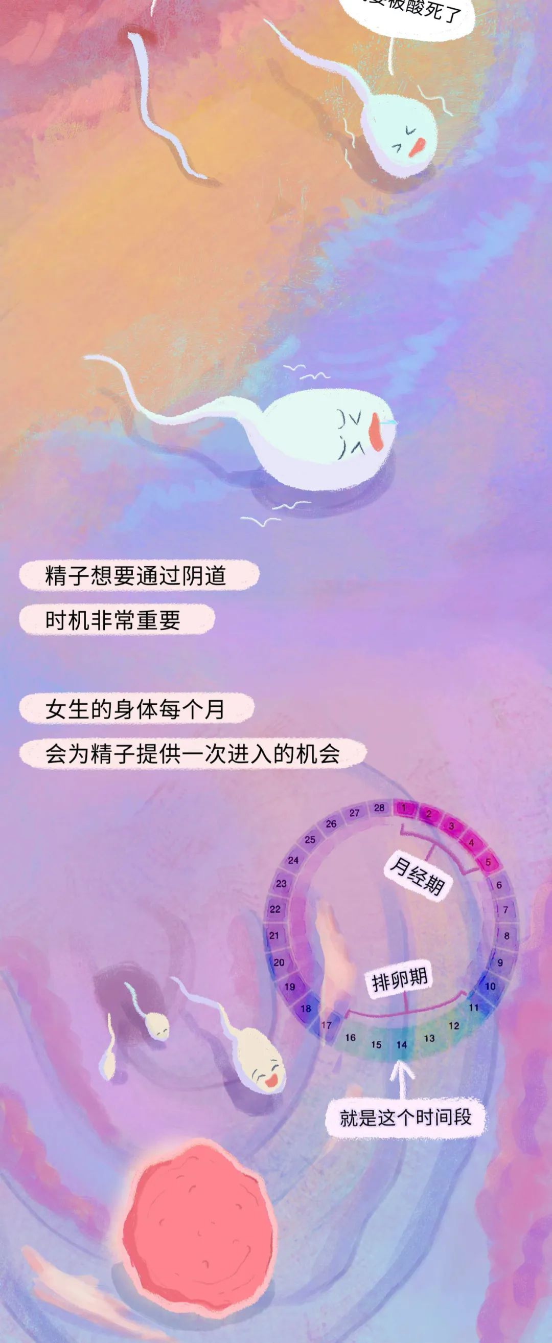 精子进入女生体内的全过程曝光！不要再傻傻不清楚