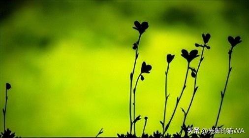 描写秋天的小草五言诗句,描写小草一年四季变化的诗句