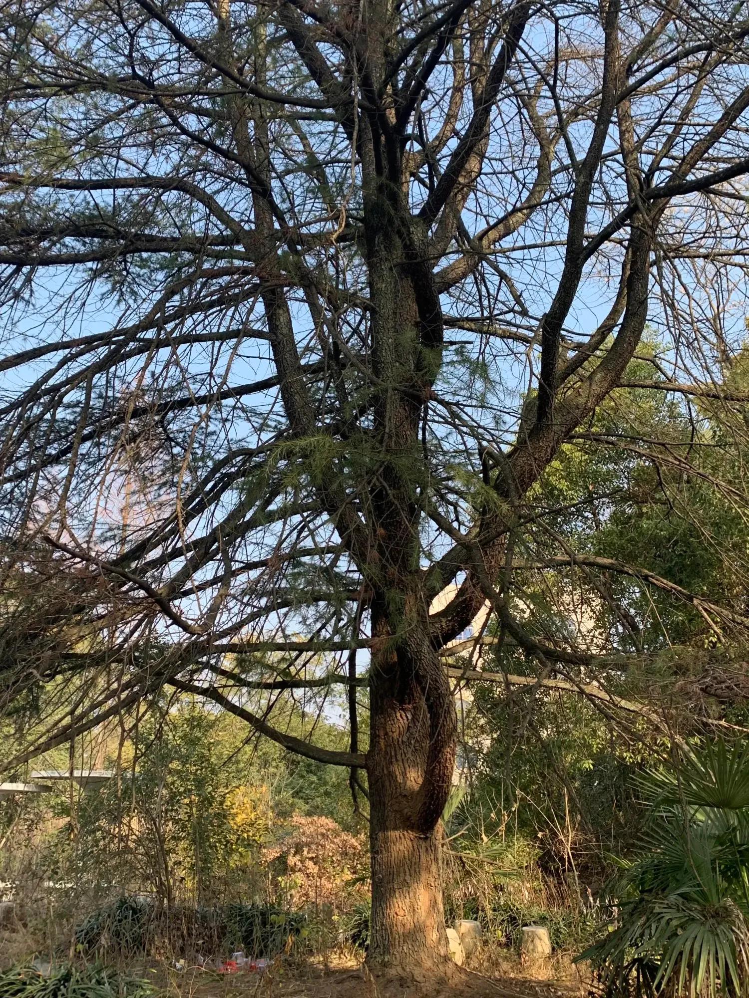 斑驳光影新疆,斑驳光影诗词