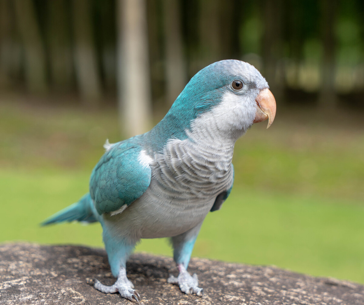 家里养的鹦鹉被猫抓伤了怎么处理,小太阳鹦鹉被抓伤了会怎么样