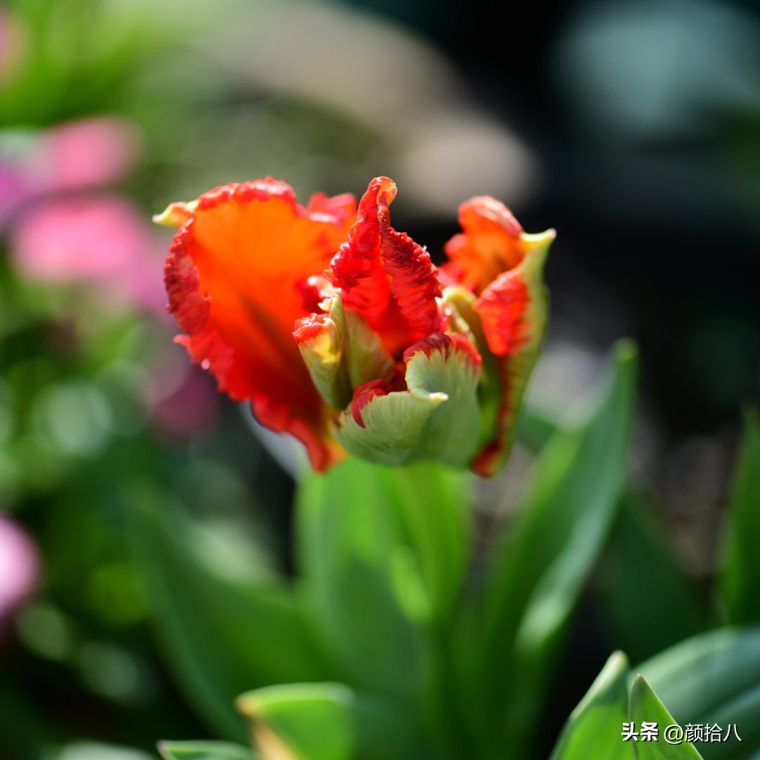 河马花园最耐阴植物,最漂亮的花园里的郁金香