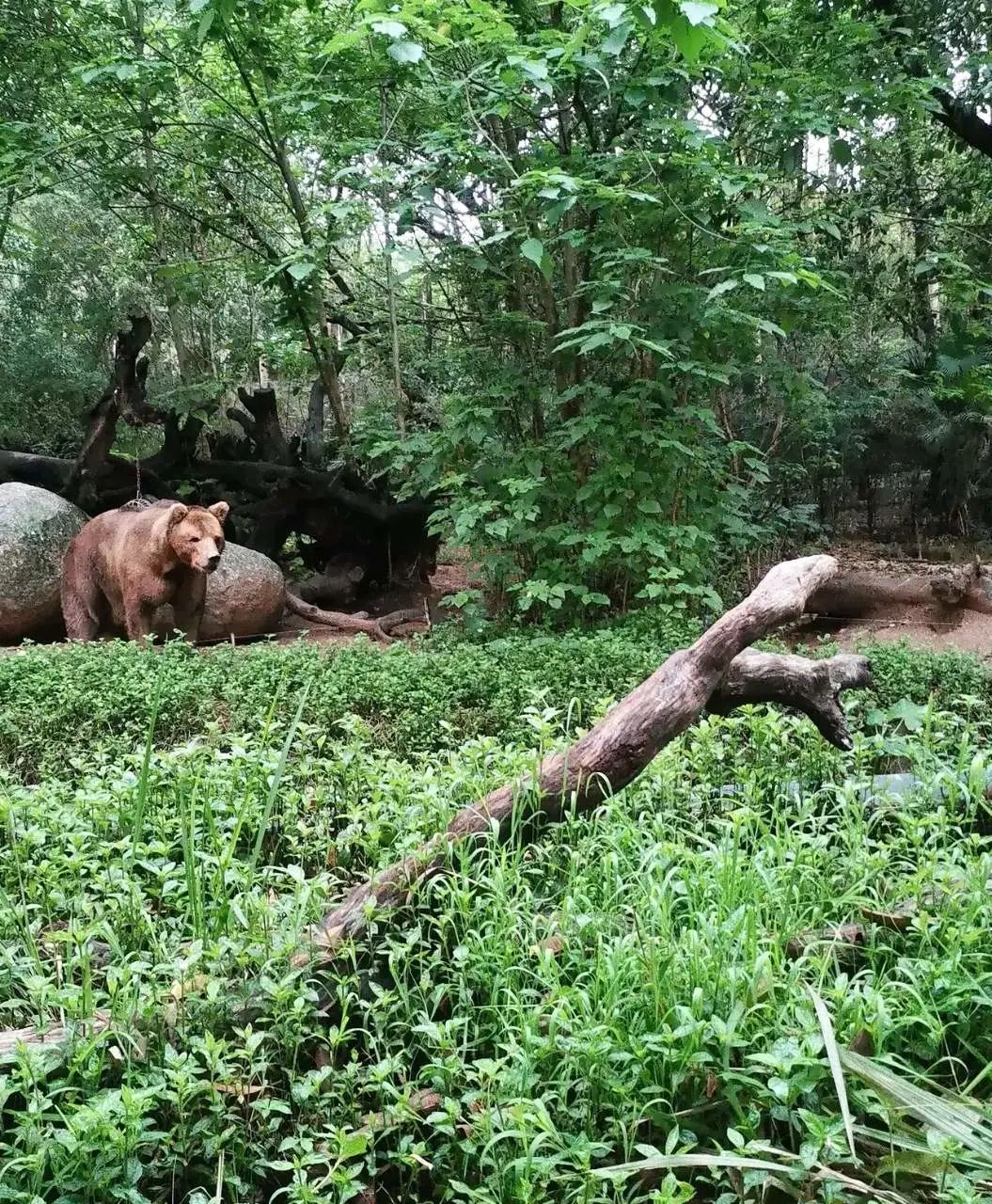 长隆欢乐世界必刷项目,广州长隆动物园必刷项目