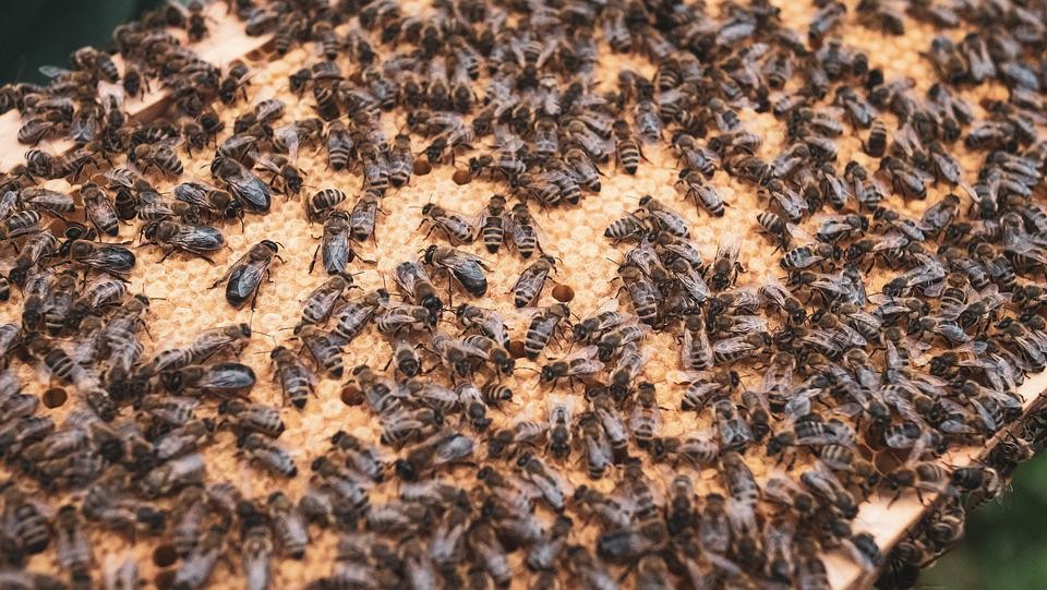 蜜蜂养殖，调脾壮群方法很多，封盖子、蜜粉脾都可调，调脾如何调