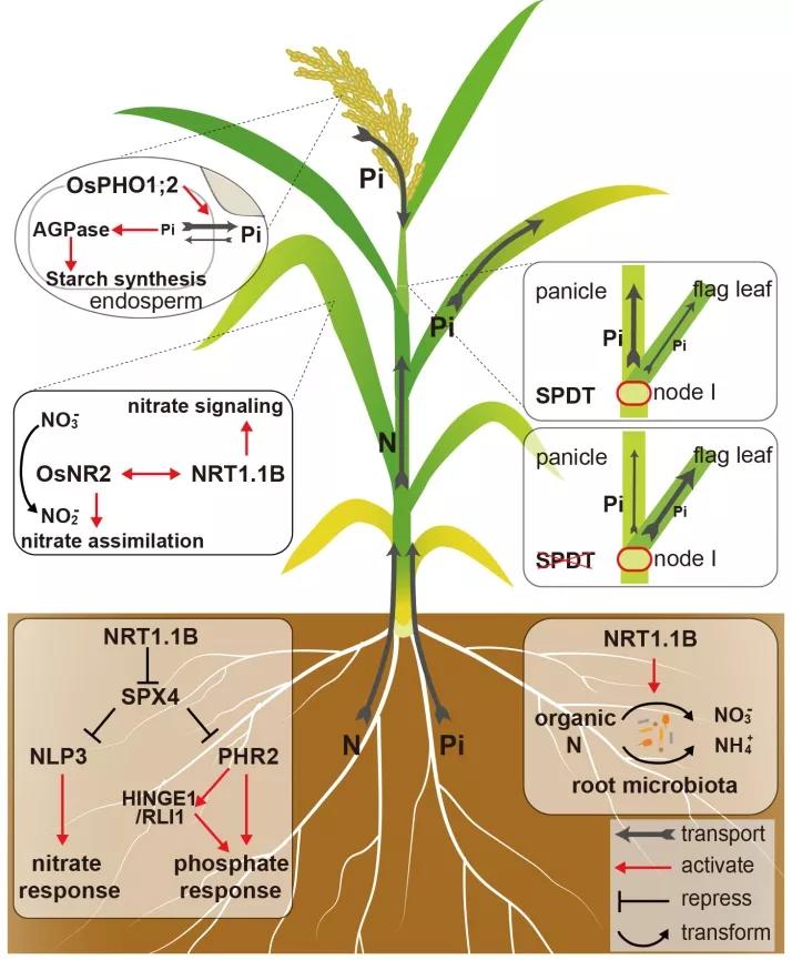 促进水稻氮素吸收利用的途径,促进水稻根系生长的措施