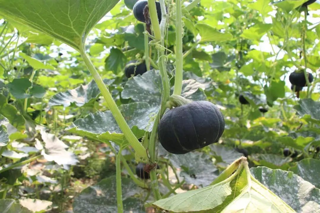 贝贝南瓜小金果,贝贝南瓜致富