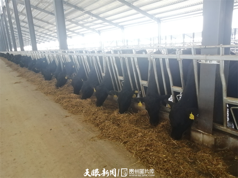 黄牛牛肉贵州,关岭黄牛有机牛肉