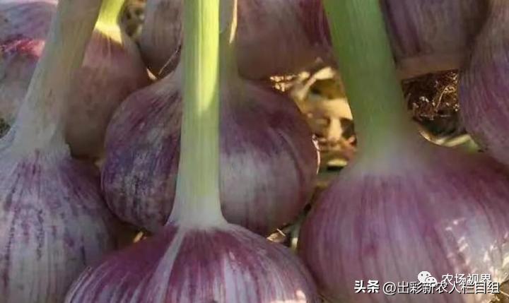 出彩农业工资,河南农村出彩新农人