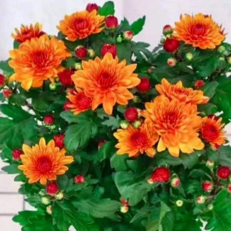 荷兰菊特价多少钱一盆,大盆荷兰菊出售