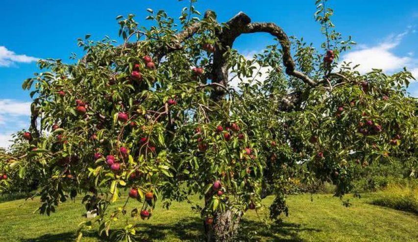 苹果在古代叫什么,苹果在古代的雅称