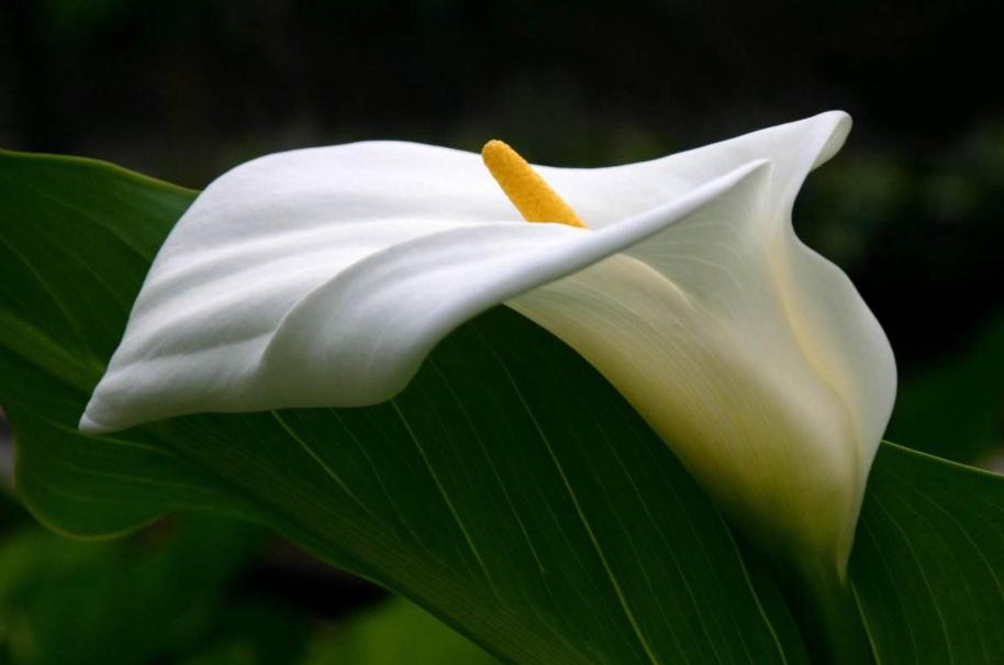 马蹄莲要怎么养才开花不断,马蹄莲怎么养才能长得好看