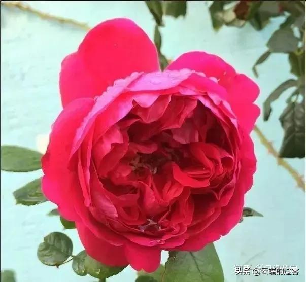 1到99朵玫瑰的含义图片,1到99朵玫瑰花语是什么