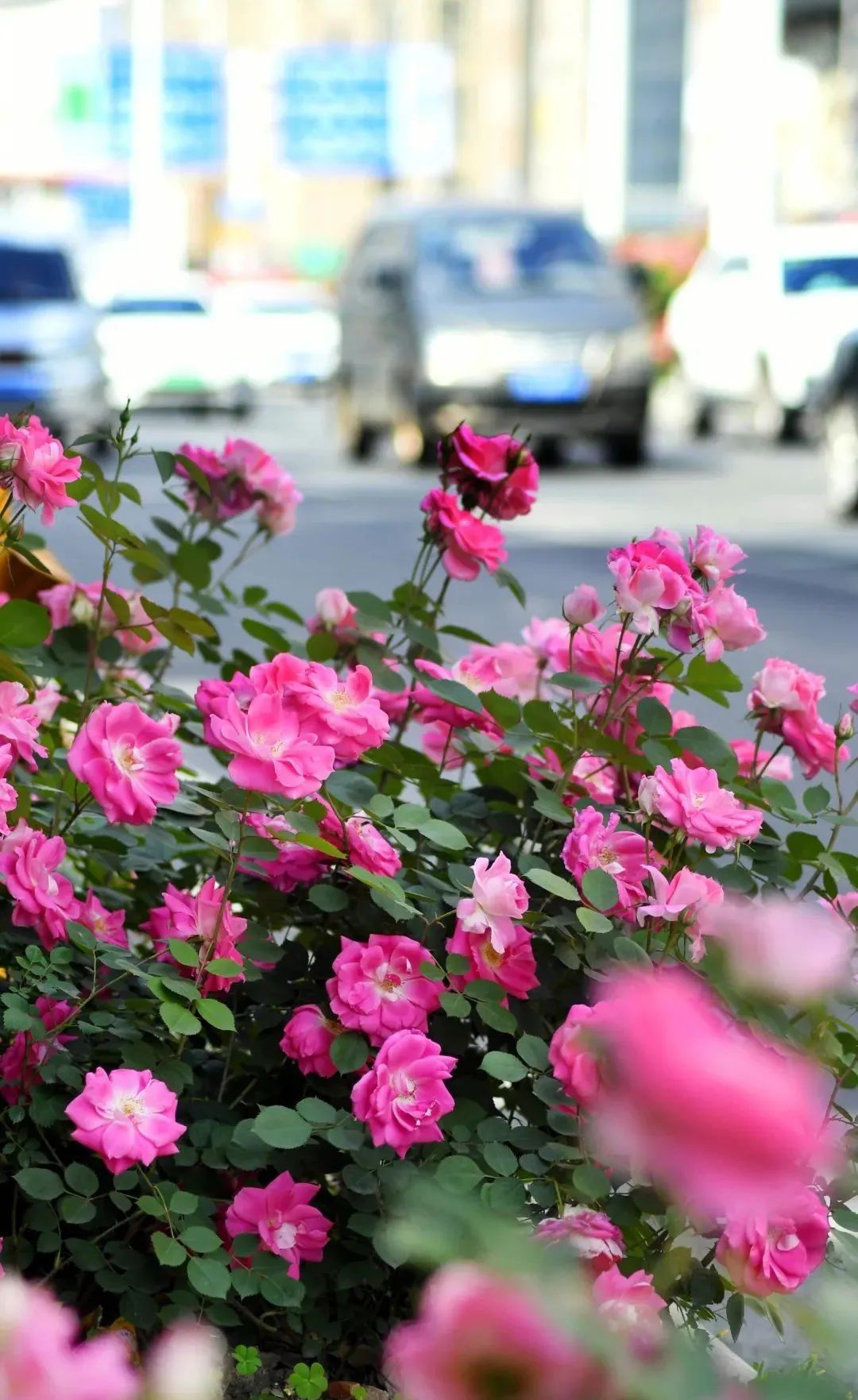 最好看的月季花海,百万株月季怒放惊艳五月初夏