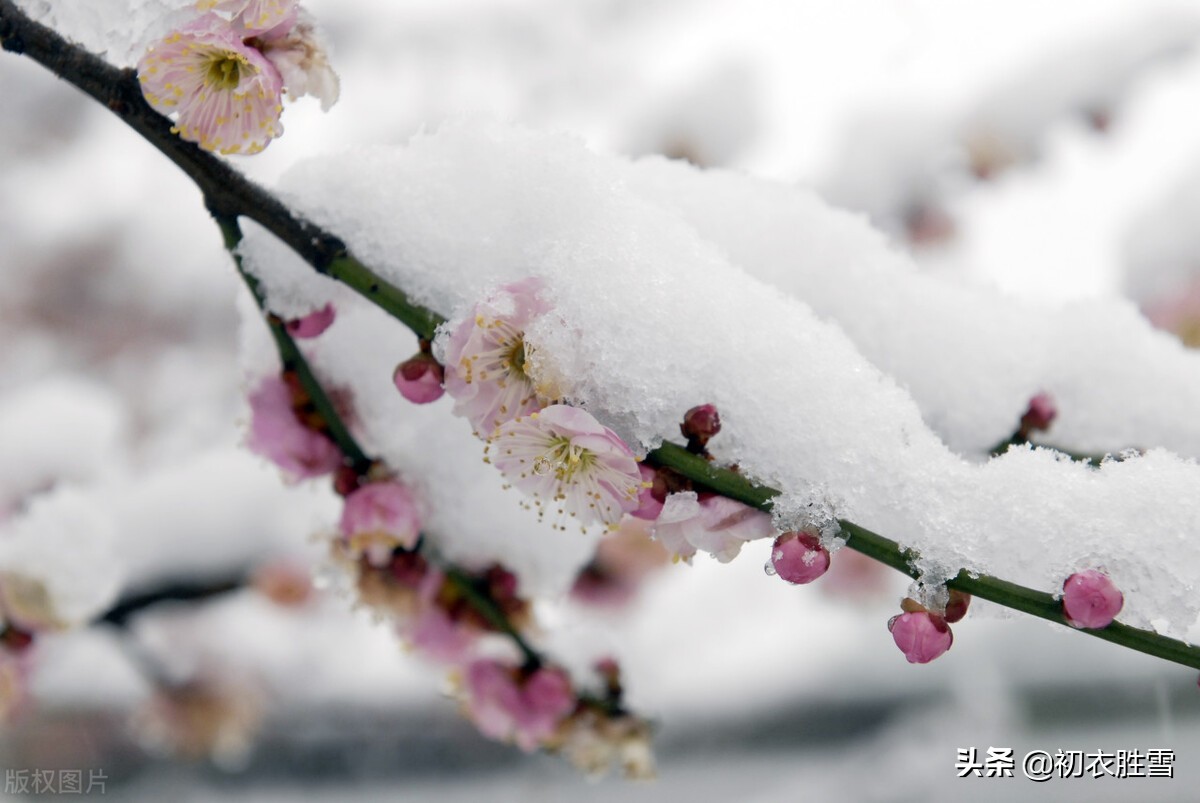 迎年雪梅明丽诗词七首:雪里开花白于雪,雪里梅花次第开
