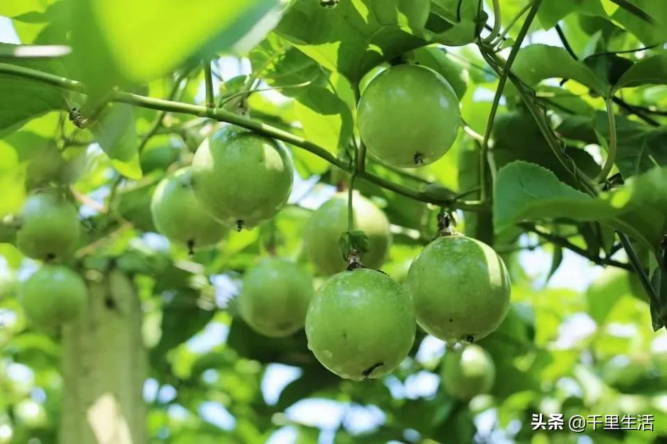 黄金百香果，“钦蜜9号”，百香果中的“爱马仕”，至爱非你莫属