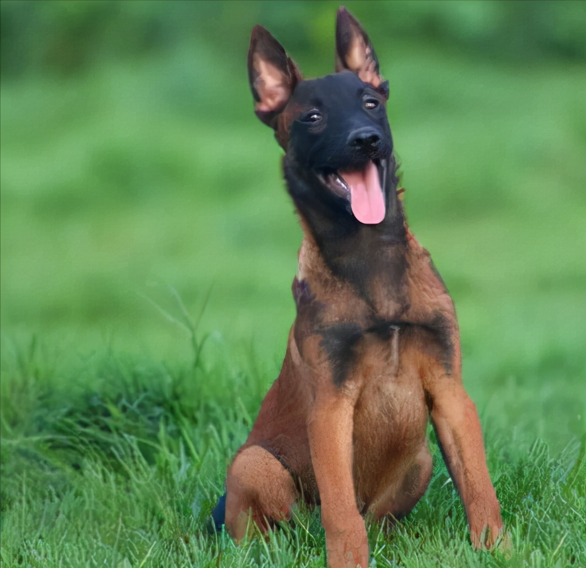 马犬是不是骗人的,马犬的十个不养理由和特点