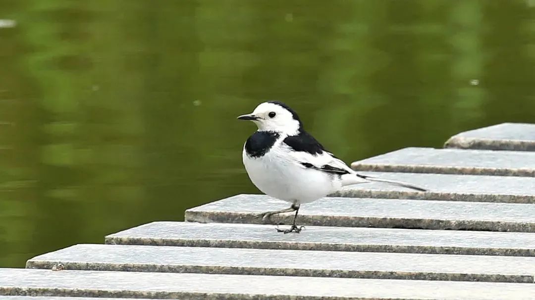 师大寻鸟记，这些小可爱，你都见过吗？