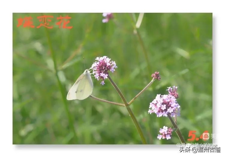 告别春天迎接夏天的诗,告别春天迎接夏天到来