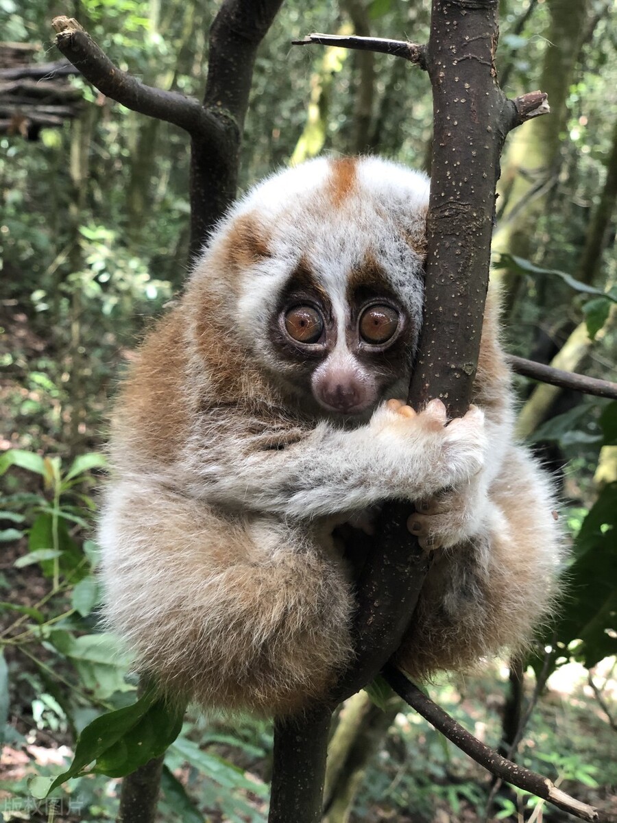 仓鼠喝酒比人喝酒量还要高,仓鼠能喝的酒是什么酒型