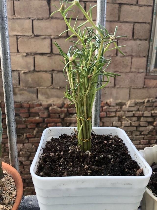 春天养什么花最漂亮也最好养,春天养什么花好看又实用