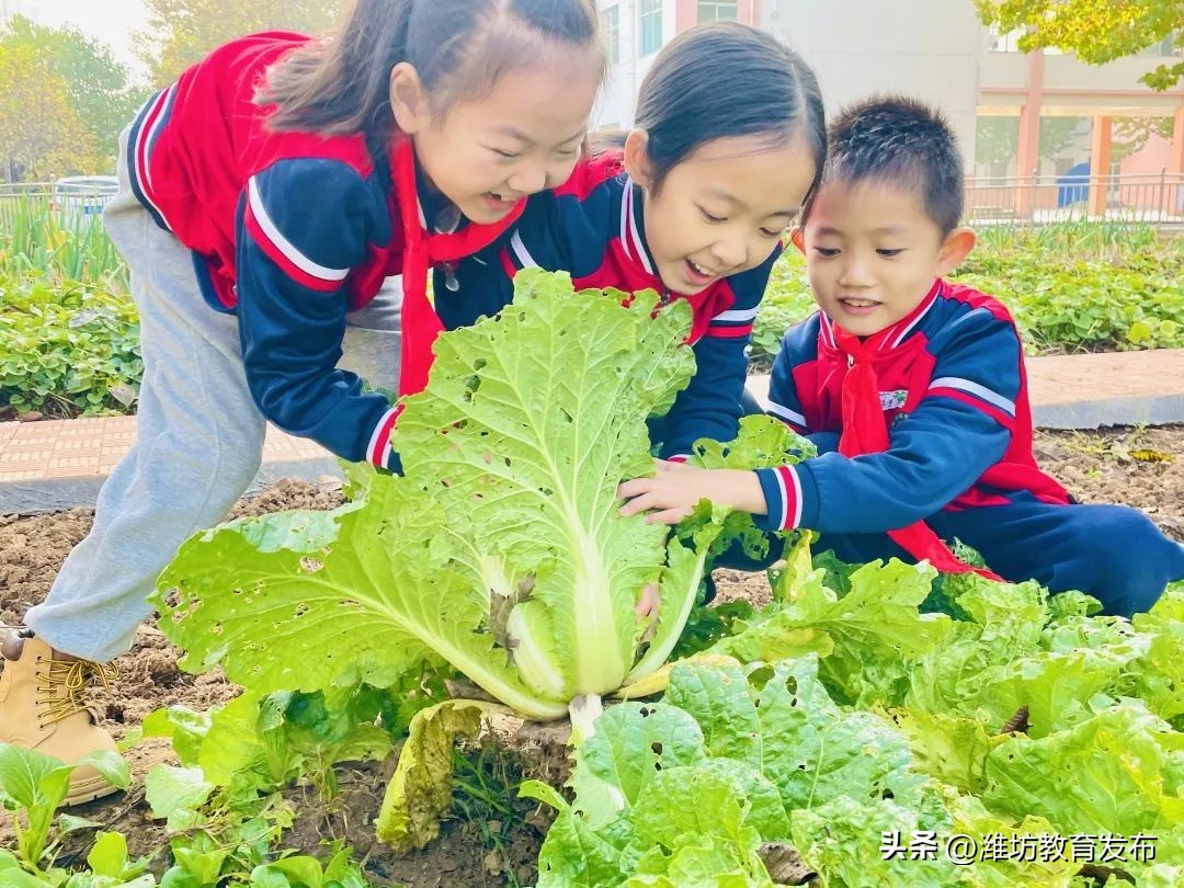 挖红薯、摘柿子、拔花生……看，潍坊学子在劳动中感受秋天