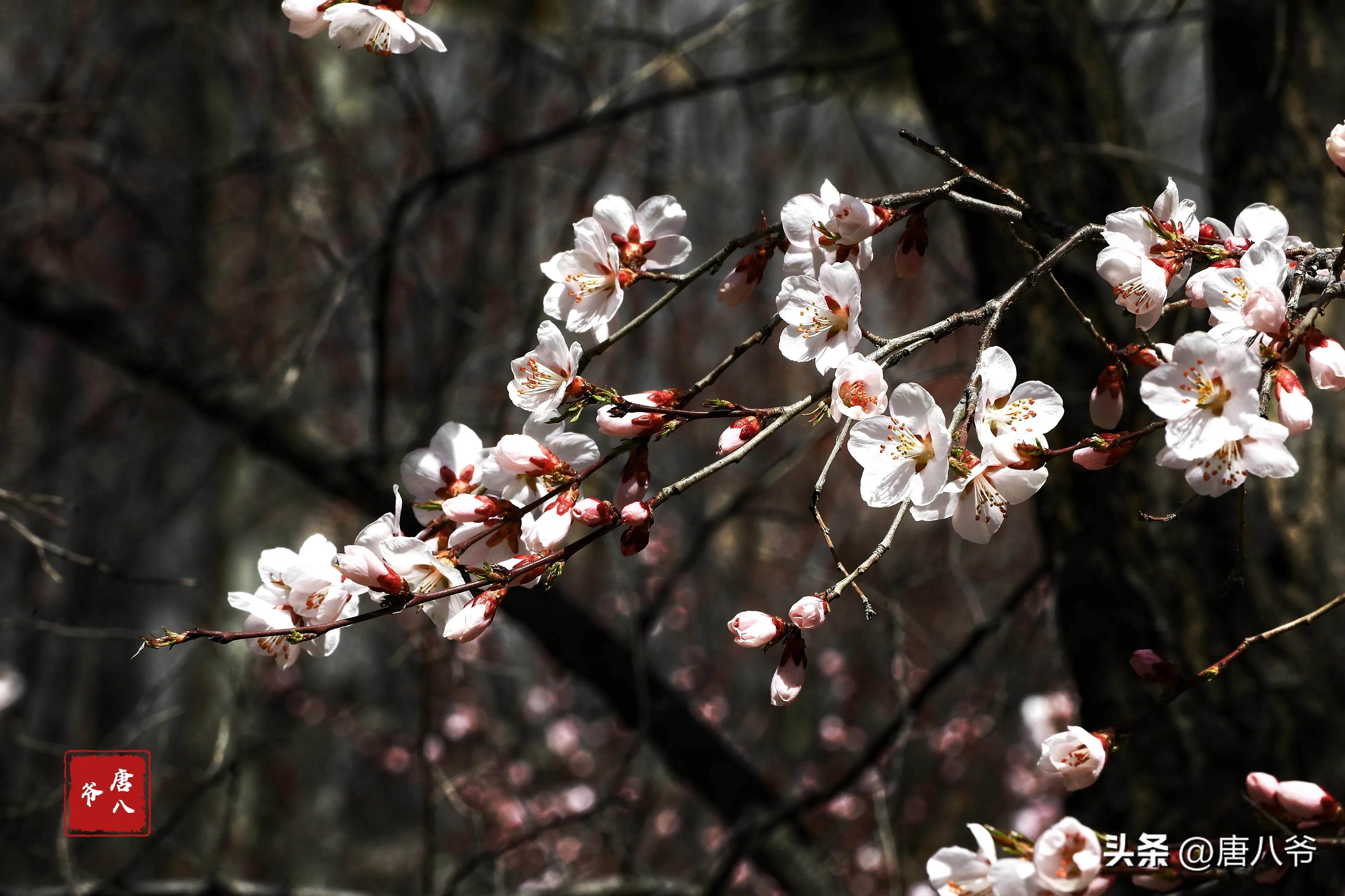 春暖花开的季节微风不燥阳光正好,在春暖花开的时节