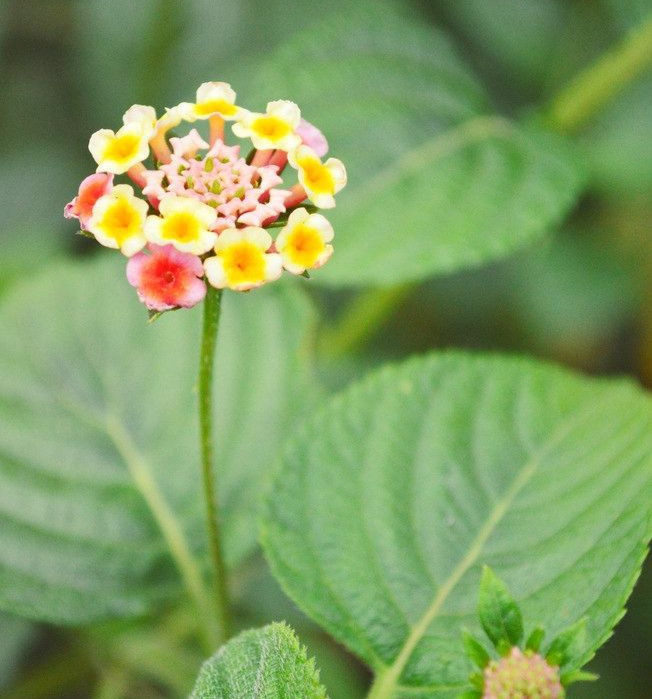 清明期间开的野花有哪些,清明节野花