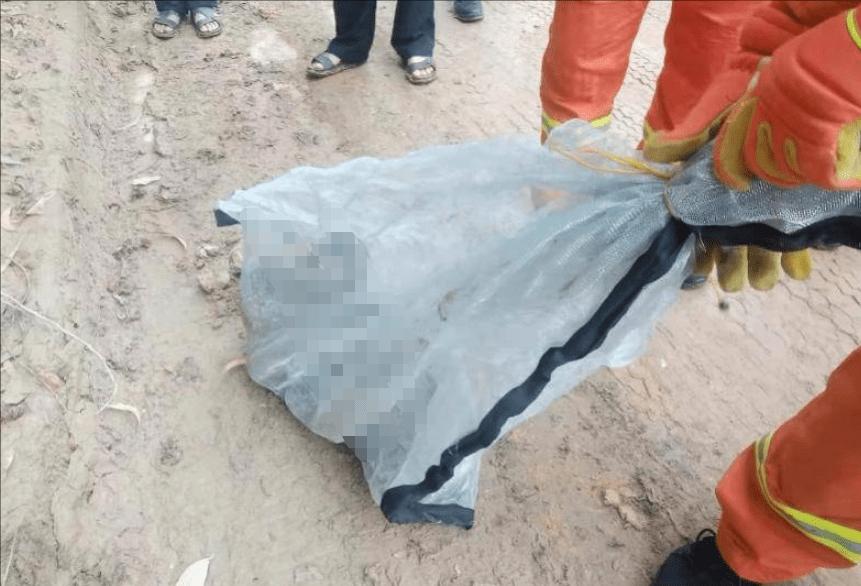 深圳南山区发现巨蛇,深圳惊现巨蛇