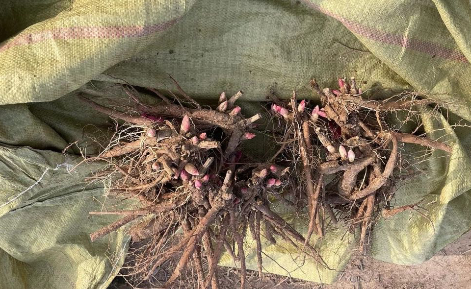 芍药花怎么养才好看呢,阳台怎么养芍药花