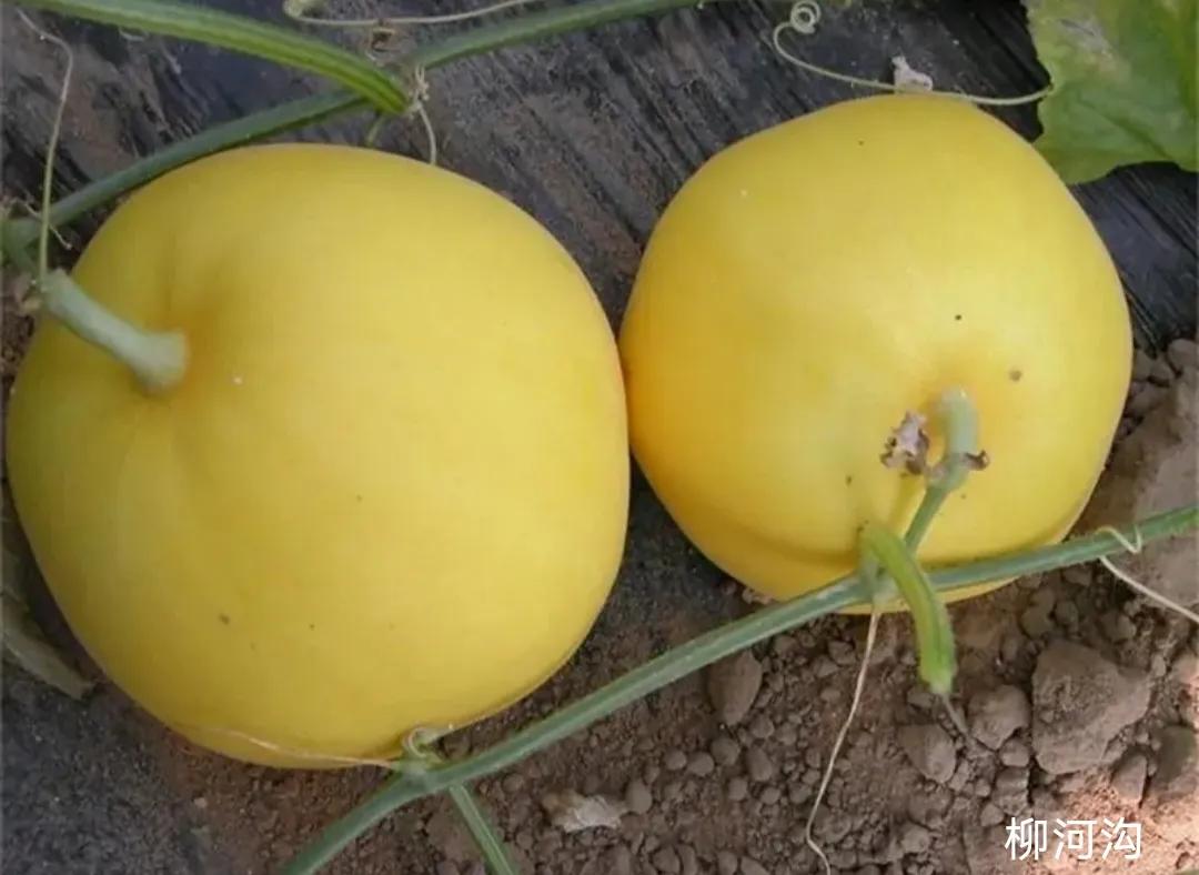 垂涎欲滴的瓜世界：瓜田李下说吃瓜，一片冰心香满园