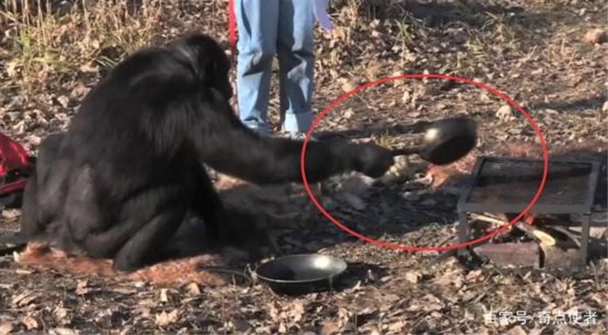 世界上最聪明的动物是什么动物,世界上最聪明的十种动物排名