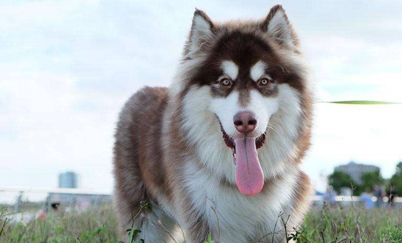 劝你不要养阿拉斯加！看完这几点你就知道为什么了