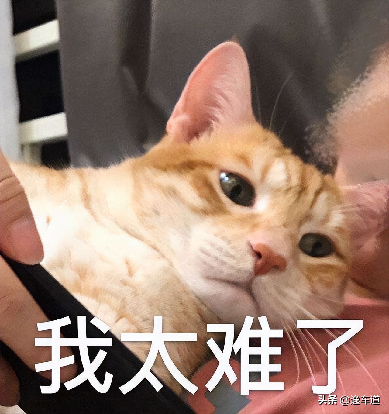 路虎卫士硬派越野海外实车,路虎新卫士硬派越野