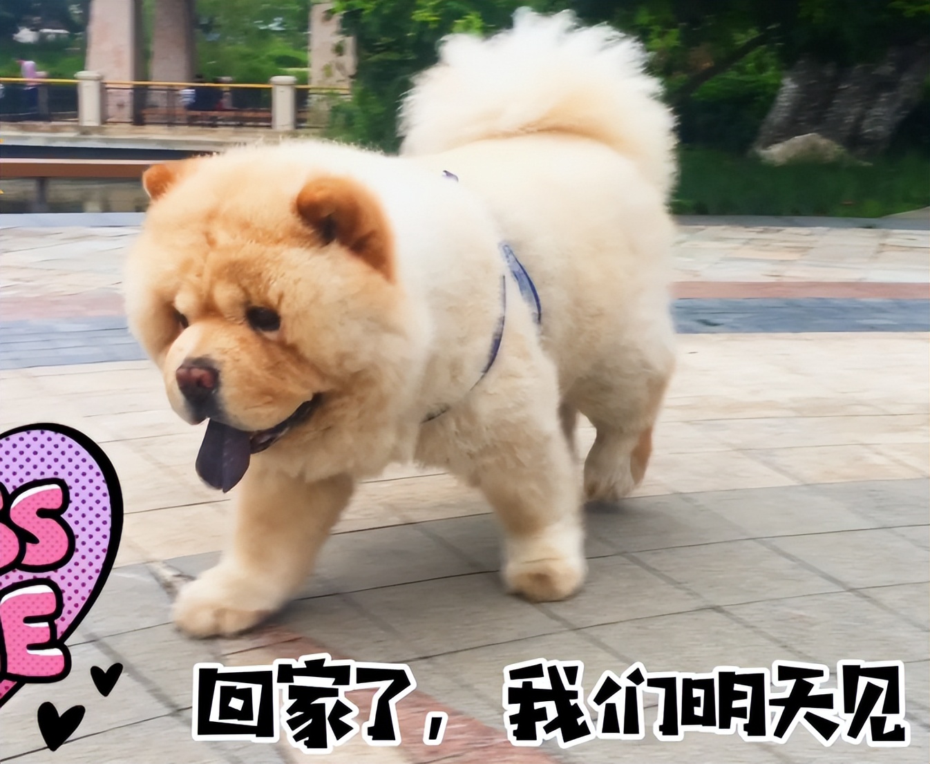 松狮犬为什么不适合家养呢,松狮犬为啥不建议养