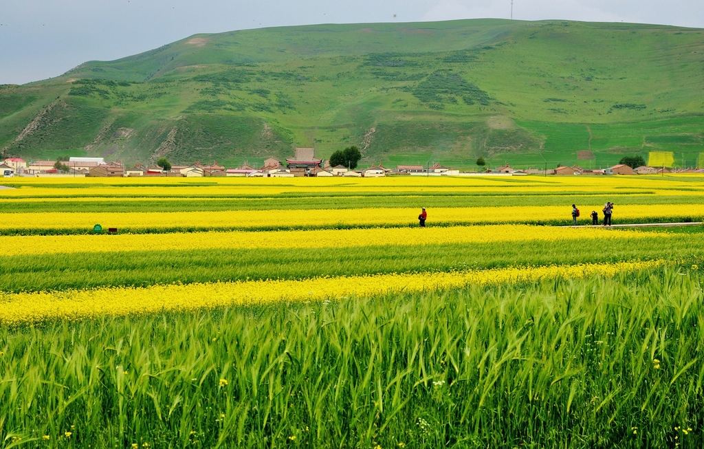 祁连大草原青海湖四日游,大美青海六日游