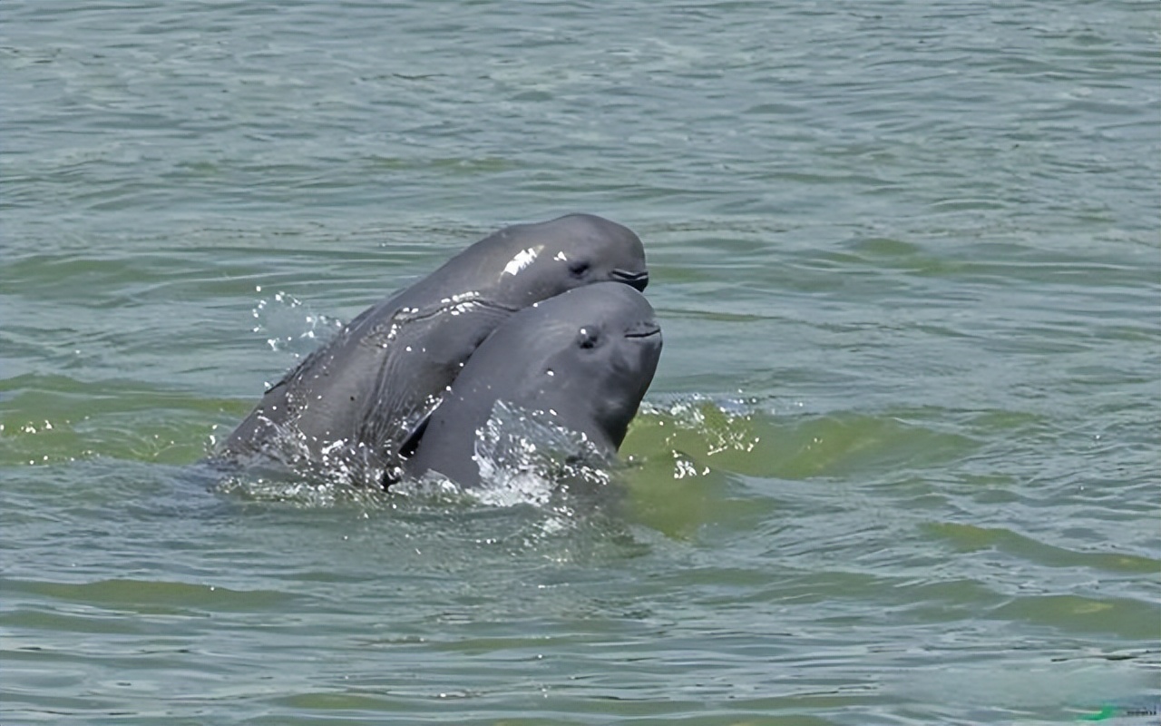 百斤大鱼若隐若现，小鱼大量搁浅，为何长江鱼的恢复还任重道远