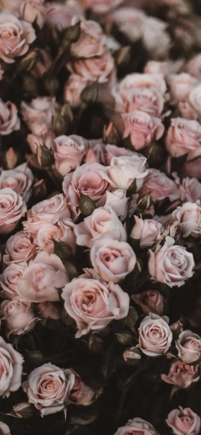 不同颜色的玫瑰花寓意送男生,各种颜色的玫瑰花代表的意思