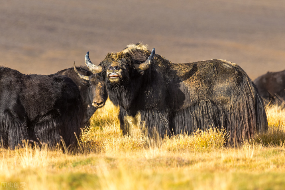 野牦牛的天敌,野牦牛最大的克星