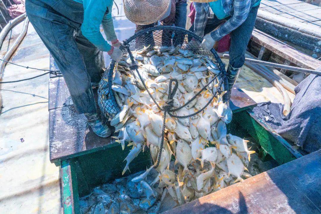 一条鱼致富,一条鱼发家致富