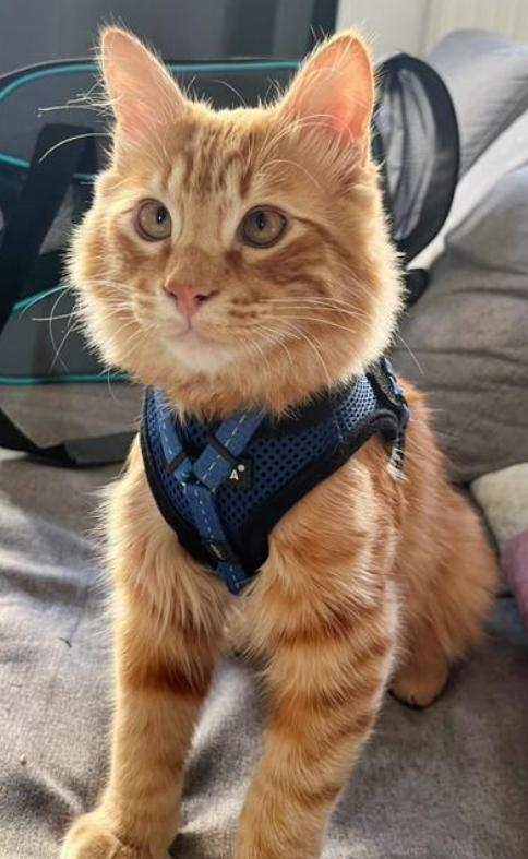 夫妇出门捡到一只小橘猫，养了两个月后发现猫咪不太对劲