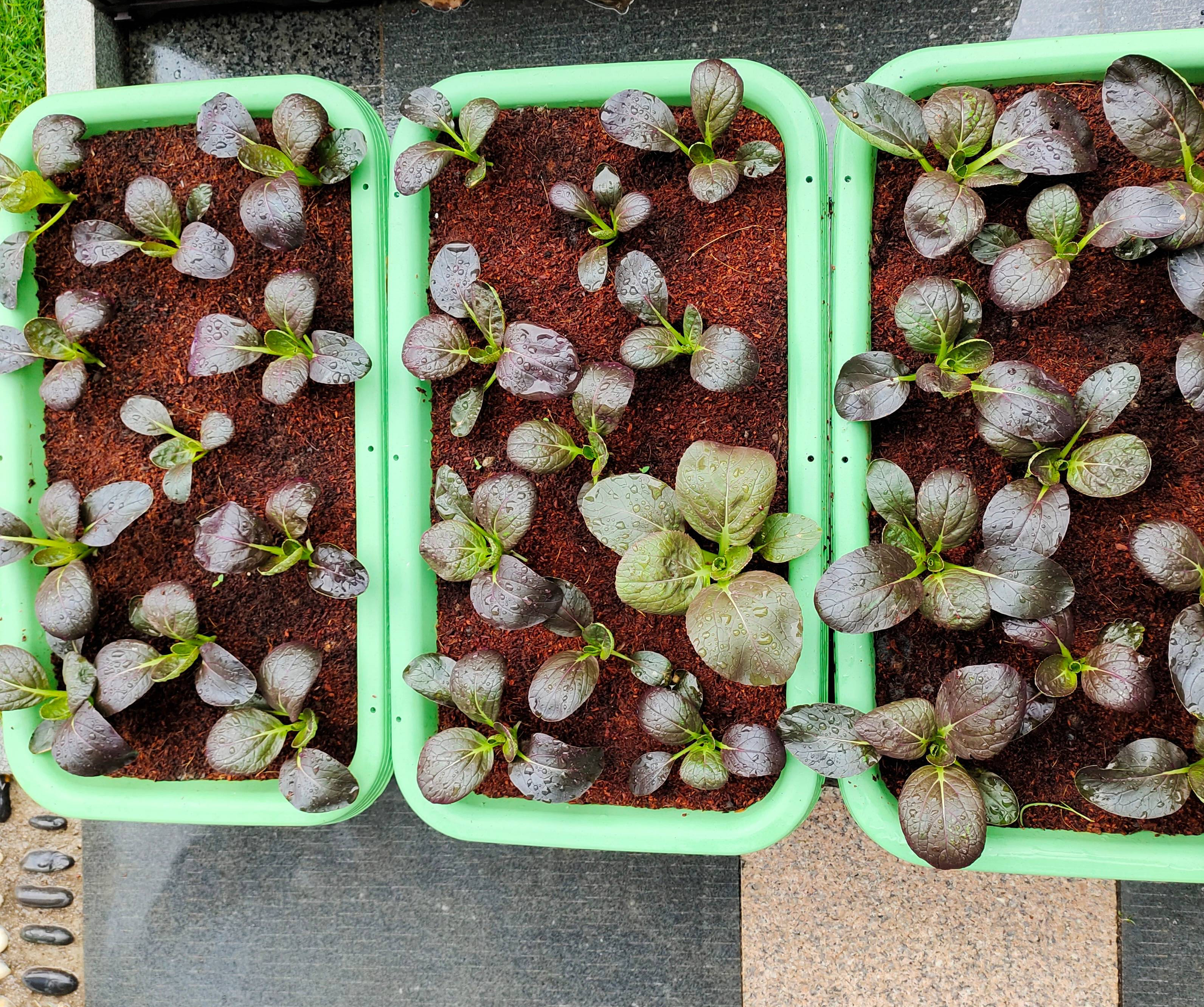 阳台种菜的最佳方法,阳台种菜的方法和技巧大全