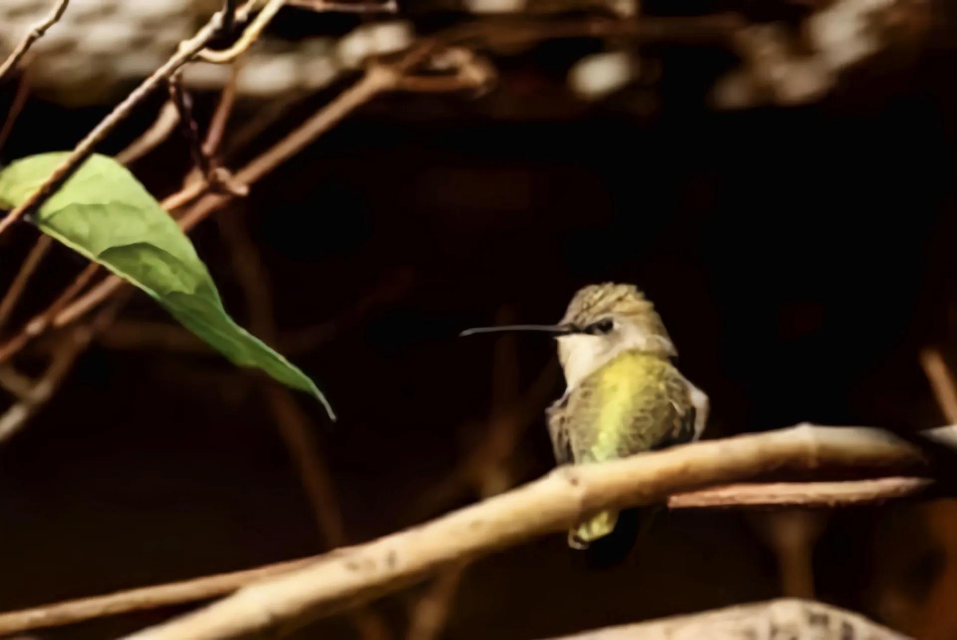 目前发现世界上最小的鸟是什么鸟,世界上最小的鸟有几克和几厘米