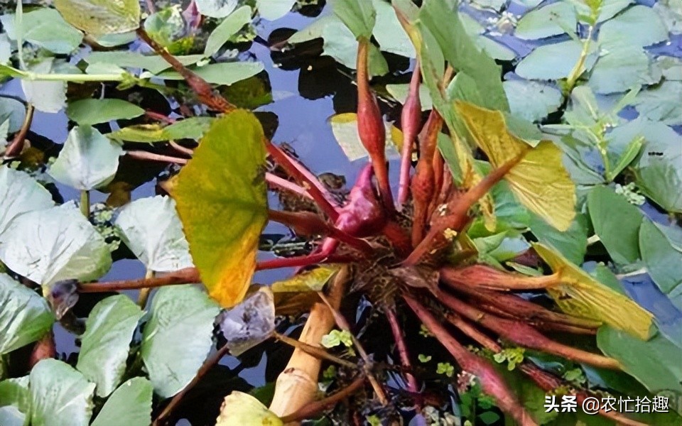 菱角菜寄生虫不小心生吞了怎么办,菱角为什么会有寄生虫