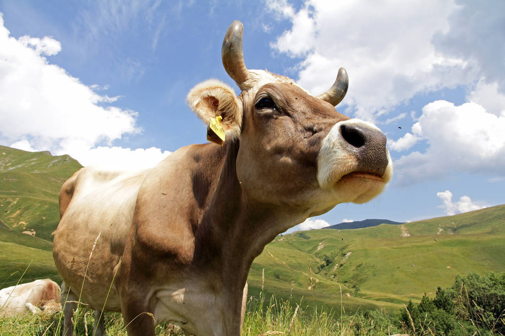 母牛怎么喂养视频,母牛正确的饲喂方法